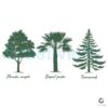 Tropical AntiTrump SVG Florida Palm Maple Design